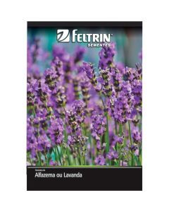 SEMENTE ALFAZEMA ALFAZ. OU LAVANDA - TEMP